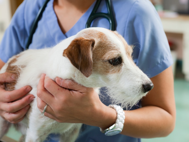 Götzis’te Zehirli Yem Faciası: Bir Köpek Hayatını Kaybetti
