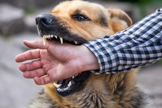 HÖCHST’TE ŞOK EDEN SALDIRI – TASMASIZ KÖPEK YOLDA YÜRÜYEN KADINA SALDIRDI!
