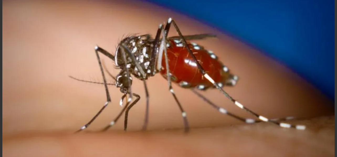 DSÖ’den Küresel Chikungunya Uyarısı: 5,6 Milyar Kişi Risk Altında