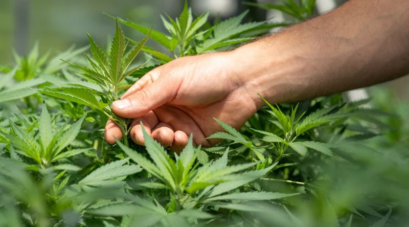 Feldkirch’te Olağandışı Uyuşturucu Davası: “Şifalı Bitki” Savunması 3 Yıl Hapisle Sonuçlandı
