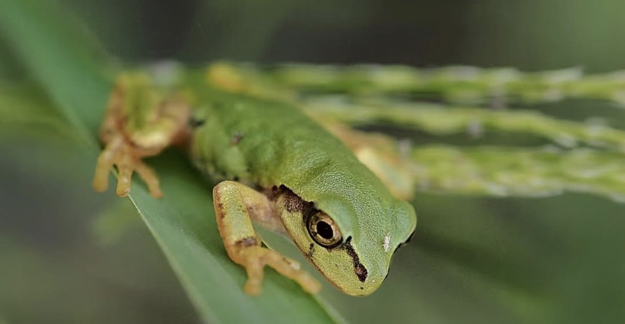 Kurbağa Bağırsaklarından Çıkan Bakteri Farelerde Tümörleri Yok Etti: İnsan Denemeleri İçin Umut Işığı